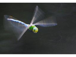 Wolfgang Prokein "Im Anflug"